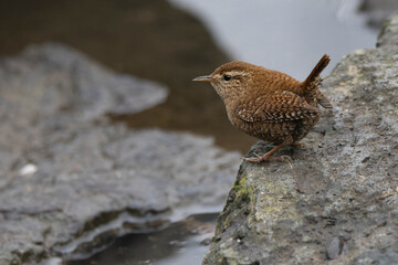 Zaunkönig (Troglodytes troglodytes)