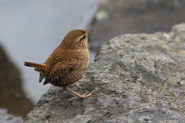 Zaunkönig (Troglodytes troglodytes)