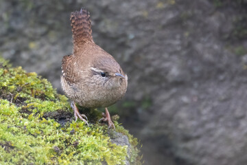 Zaunkönig (Troglodytes troglodytes)
