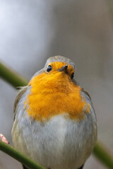 Rotkehlchen (Erithacus rubecula)