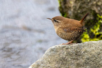 Zaunkönig (Troglodytes troglodytes)