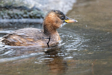 Zwergtaucher&nbsp;(Tachybaptus ruficollis)