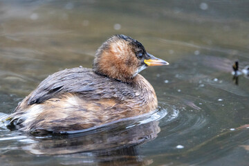 Zwergtaucher (Tachybaptus ruficollis)