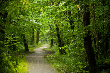 Path in forest, John Muir Way, Scotland