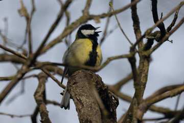 Kohlmeise (Parus major)