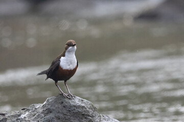 Wasseramsel (Cinclus cinclus)