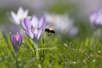 Honigbienen in der Krokuswiese