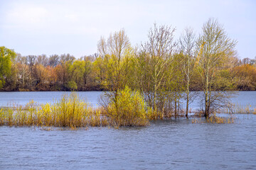 Flooded trees at the flood of the river in the spring time.