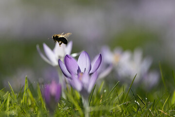 Honigbienen in der Krokuswiese