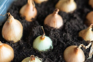 Planted flower bulbs in early spring