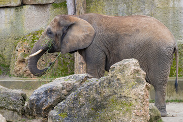 African Bush Elephant (Loxodonta africana) eating bamboo in Vienna Zoo