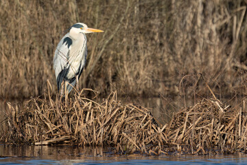 Graureiher (Ardea cinerea)