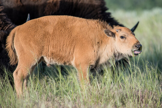 First genetically-pure bison calf born on Wind River Reservation in 130 years, Ethete, Wyoming, USA
