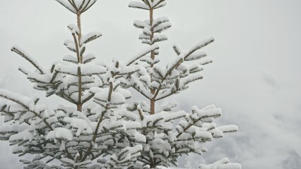 Coniferous Spruce Trees Covered in Snow on Cold Winter Day