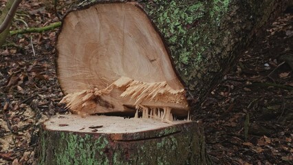Tall Healthy Forest Tree Cut by Lumberjack During Industrial Deforestation