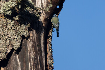 Blaumeise (Cyanistes caeruleu)