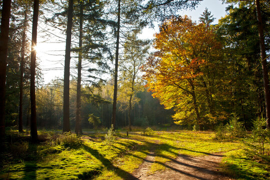 Dutch forrest in the autumn