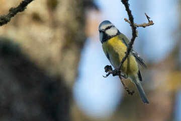 Blaumeise (Cyanistes caeruleu)