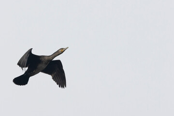 Kormoran (Phalacrocorax carbo)