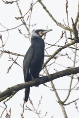 Kormoran (Phalacrocorax carbo)
