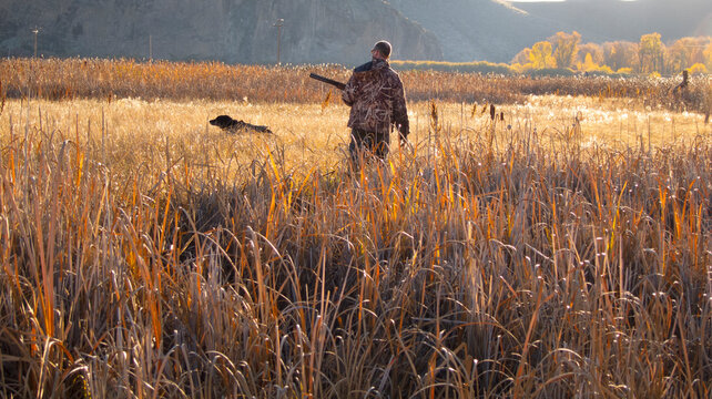 A duck hunter and his dog look for a fallen duck in tall grass.