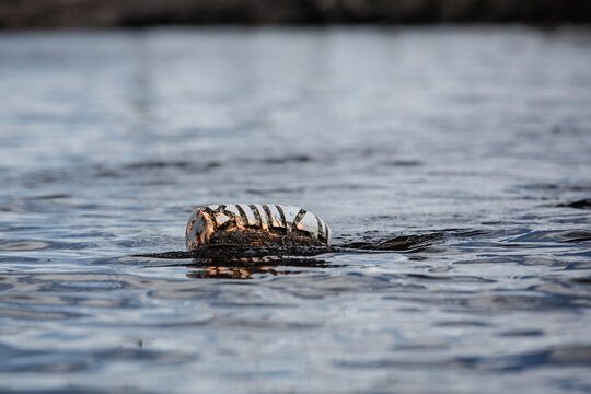 Crab pot Buoy