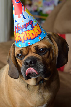 Dog in Birthday Hat