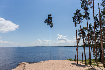 Tall pines on sandy shore of big reservoir against sky