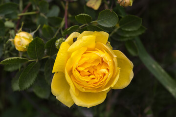 Yellow flower of garden creeping rose on a blurred background
