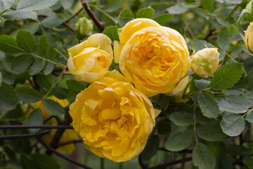 Yellow flowers of garden creeping rose on a blurred background