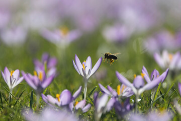 Honigbienen in der Krokuswiese