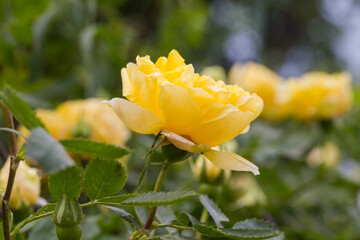 Yellow flower of garden creeping rose on a blurred background