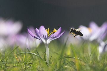 Honigbienen in der Krokuswiese