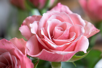 Beautiful pink pastel roses in spring