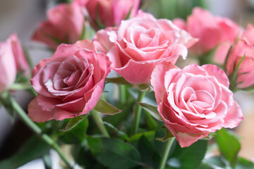 Beautiful pink pastel roses in spring