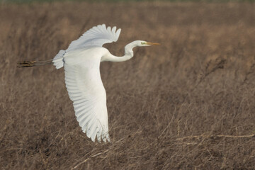 Silberreiher (Ardea alba)
