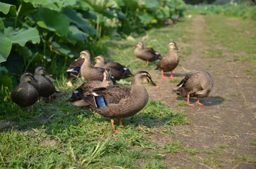 A flock of thunder ducks in a lotus flower garden