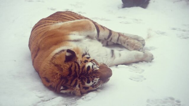 4k120 fps super slow motion video of big male Siberian tiger, panthera tigris altaica in cold winter forest after snowfall , national park Leopard Land, filmed on Nikon z9 high quality 8k camera
