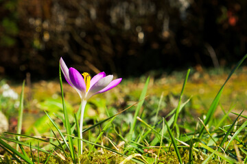 a purple crocus flower on the green lawn