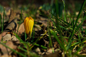 orange-yellow crocus flower in green grass and dry foliage