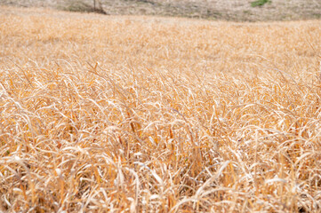 一面の枯れ草