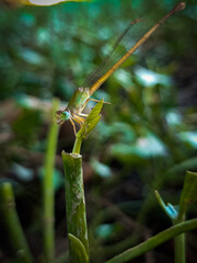grasshopper on a leaf