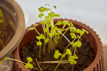 green seedling sprouts in a pot