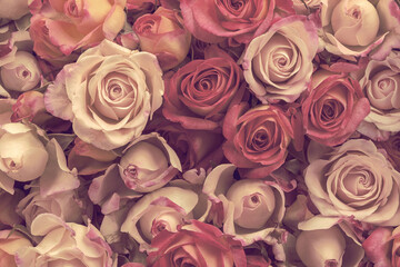 Retro pink and cream roses background, wallpaper. Retro filter.
