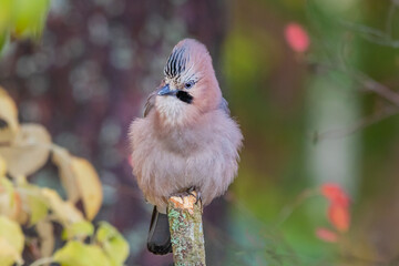 bird on a branch