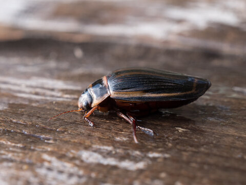 Aquatic beetle Dytiscus latissimus