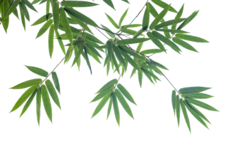 Green bamboo leaves on isolated transparent background.