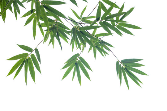 Fototapeta Green bamboo leaves on isolated transparent background.