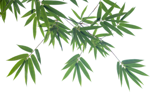 Green bamboo leaves on isolated transparent background.