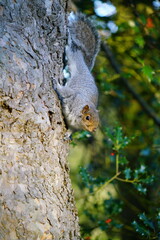 squirrel on a tree